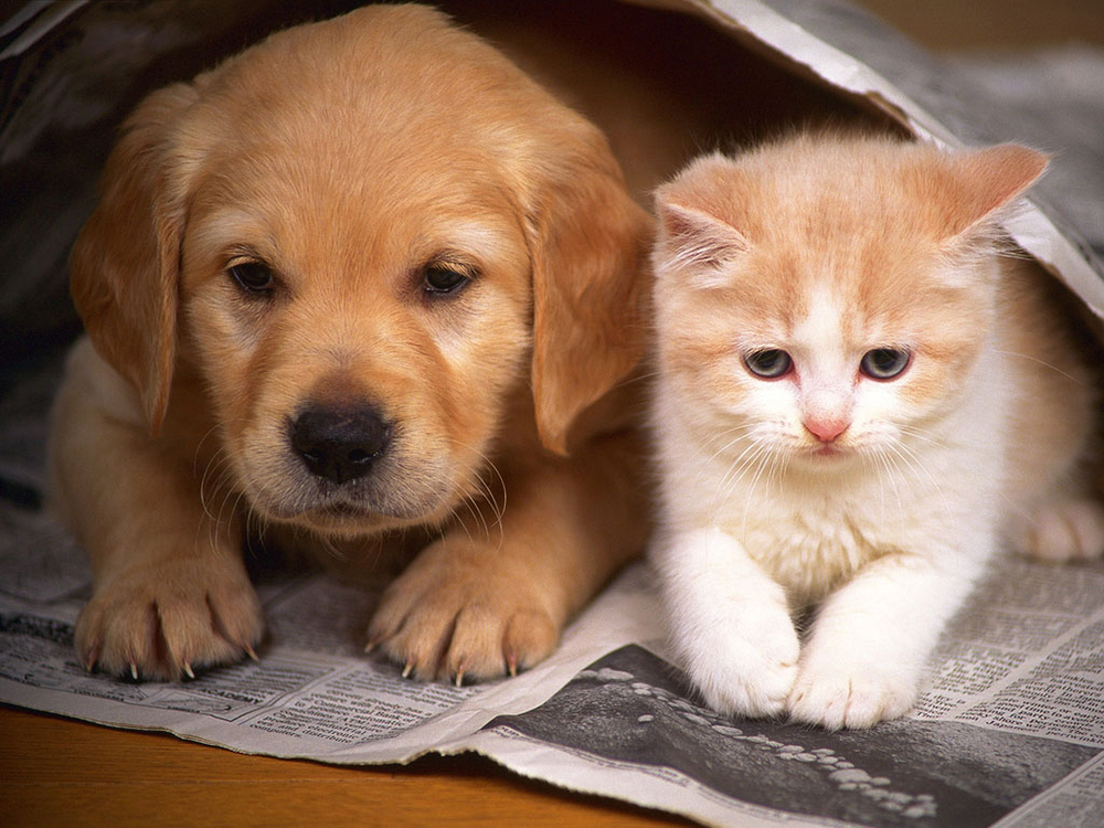Surprising Facts About Animal Shelters
