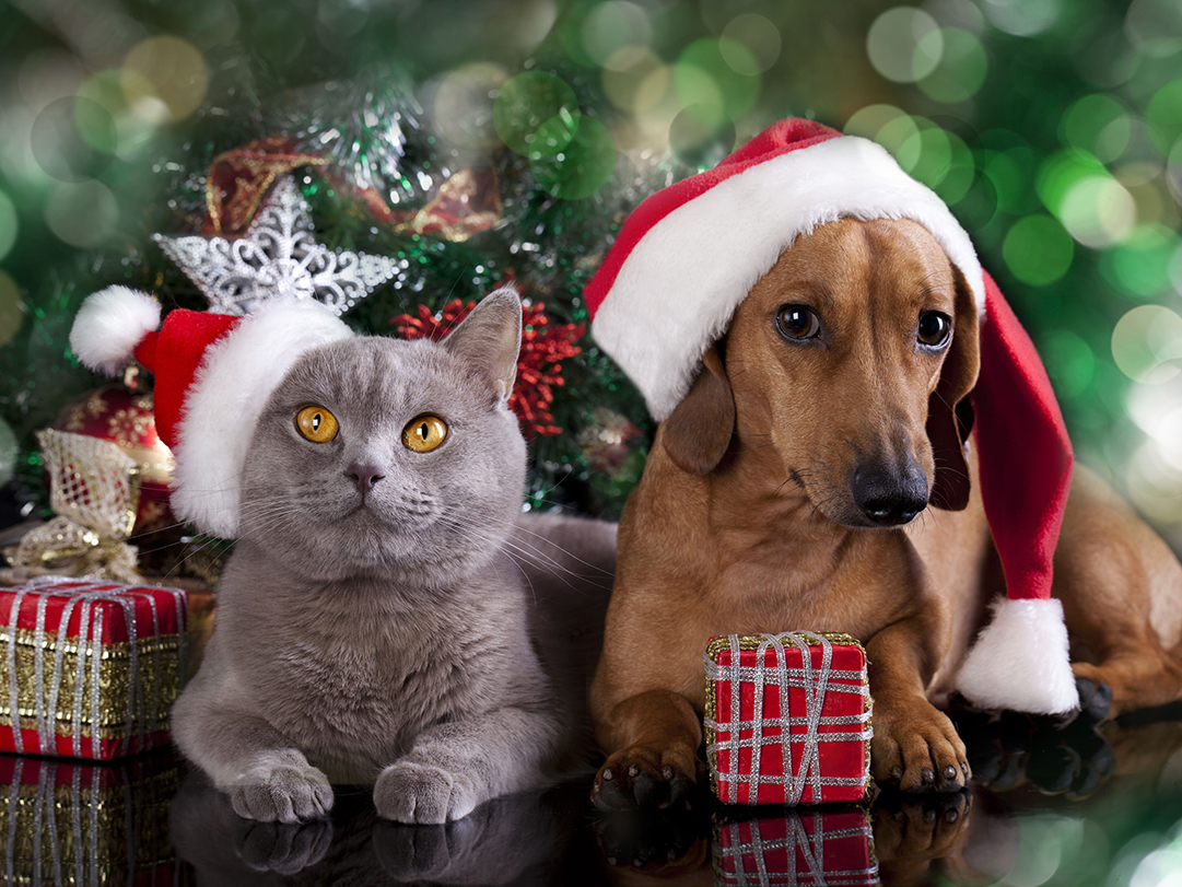 Holiday Gifts for Pets
