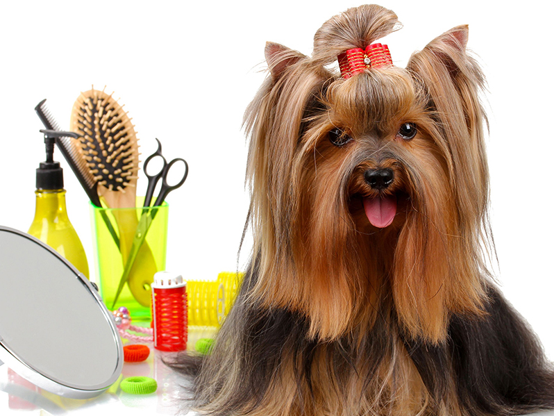 Dog Grooming