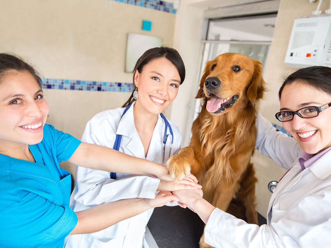Tips for Finding a Veterinarian