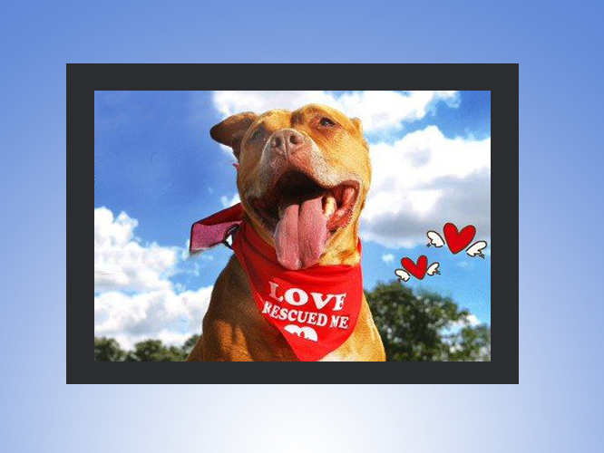 Jameson Rescue Pit Bill