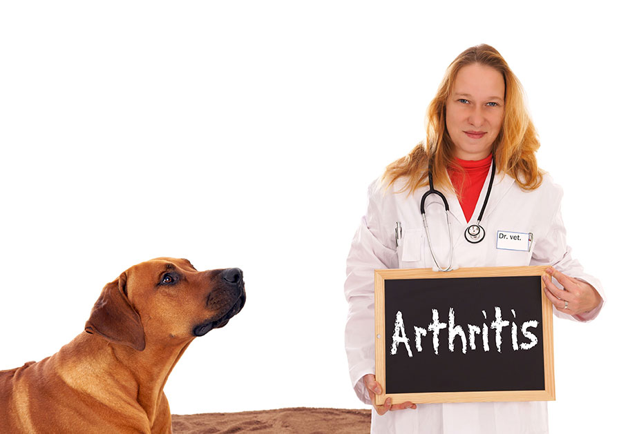 Arthritis in Dogs