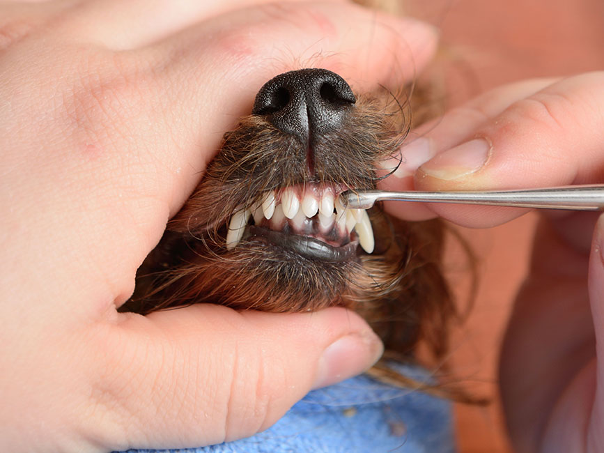 Dog Dental Care