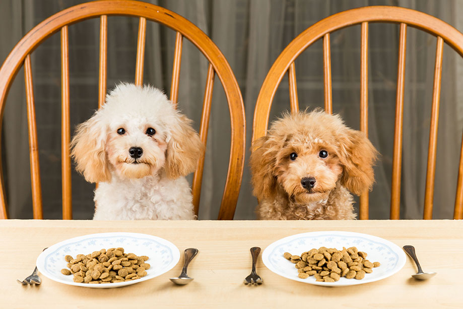 Does Your Dog Eat Too Fast