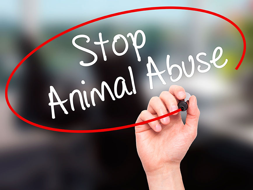 Stop Animal Abuse