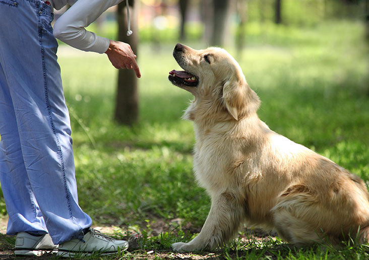 Dog Obedience Tips