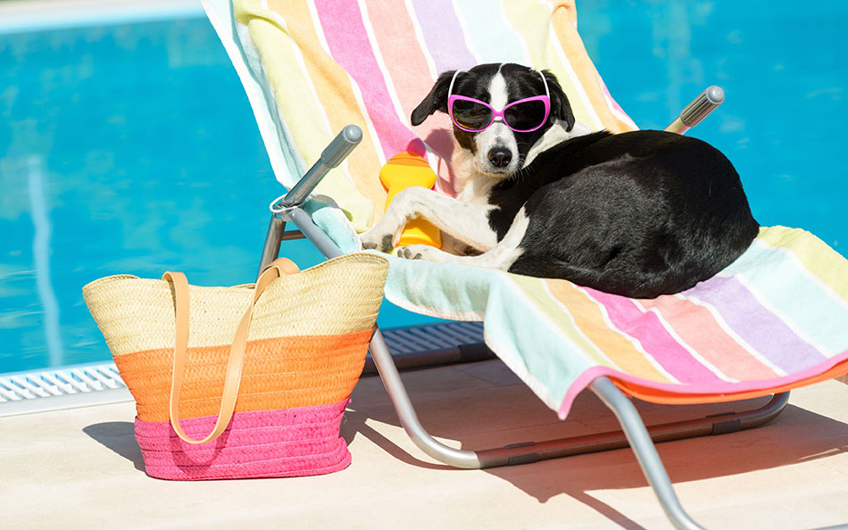 Pet Friendly Vacation Spots
